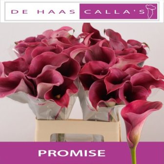 Bild på Calla Captain Promise