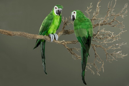 Bild på Papegoja Sittande Grön 43 x 11 Cm