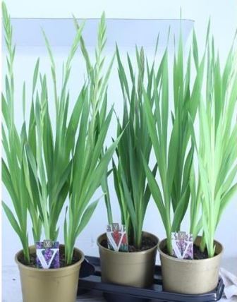Bild på Gladiolus i kruka D19 X 5 Glamini