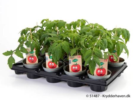 Bild på Tomatplanta D11 X 12 Gemini