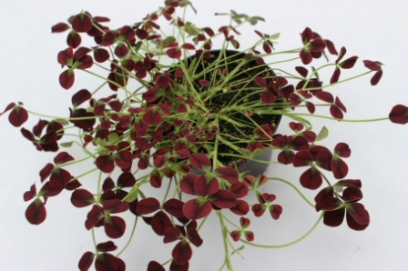 Bild på Trifolium Isabella D11 X 8 Typ Oxalis