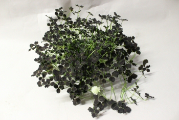 Bild på Trifolium Dark Debbie D11 X 8 Typ Oxalis
