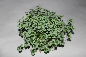 Bild på Trifolium Leonore D10,5 X 10 Klöver