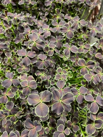 Bild på Trifolium Dark Debbie D11 X 10 Typ Oxalis
