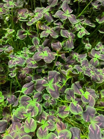 Bild på Trifolium Alexia D11 X 10 Typ Oxalis