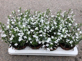 Bild på Lobelia Pelta D12 X 8 Solgården