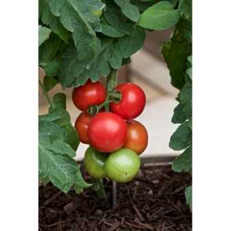 Bild på Tomatplanta Dansk Export D10,5 X 10 Gustavslund
