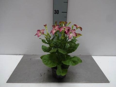 Bild på Tobak/Nicotiana D11 X 12