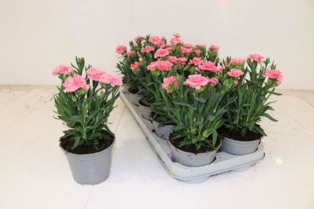 Bild på Nejlika i kruka D12 X 8 Pink Oscar