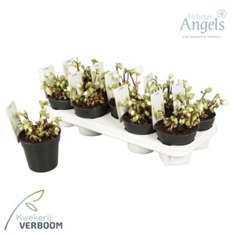 Bild på Helleborus Niger Beauty Verboom 8+ D12 X 9 Julros
