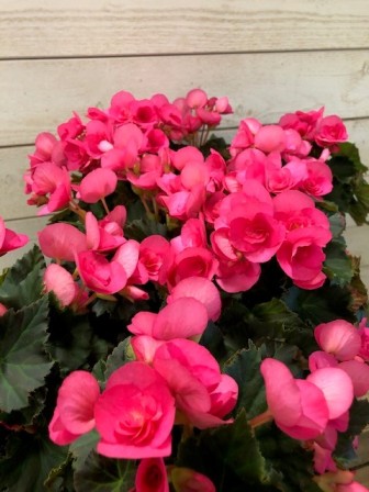 Bild på Begonia Adonia Pink D12 X 8 Barkarö