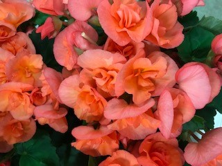 Bild på Begonia Hale Peach D12 X 8 Barkarö