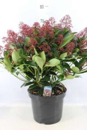 Bild på Skimmia Japonica D26 X 1 Rubella