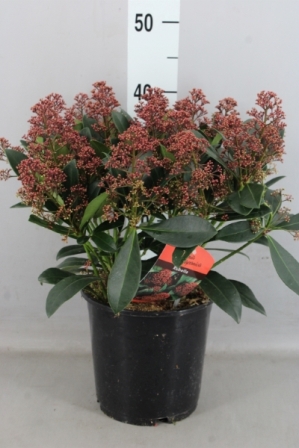 Bild på Skimmia Jap. Rubella D19 X 2