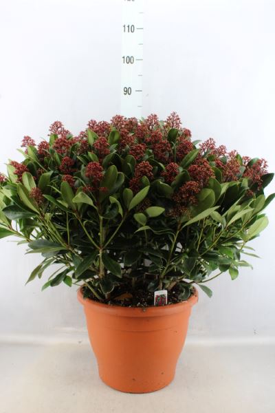 Bild på Skimmia Japonica D35 X 1 Rubella