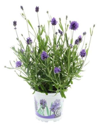 Bild på Lavendel Angustifolia D11 X 8 Thumbelina