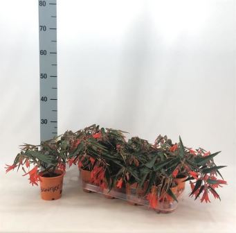 Bild på Begonia Boliviensis D11 X 10 Bonfire