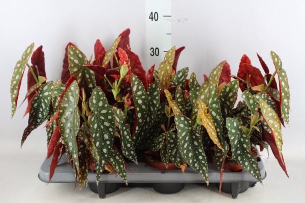 Bild på Begonia Maculata D12 X 8 Änglavinge/Forellbegonia