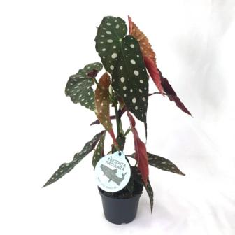Bild på Begonia Maculata D12 X 6 Änglavinge/Forellbegonia