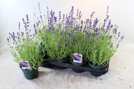 Bild på Lavendel Angustifolia D12 X 8 Essence Purple
