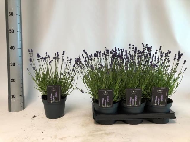 Bild på Lavendel Angustifolia D15 X 6 Essence Pure