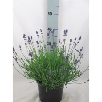 Bild på Lavendel Angustifolia D19 X 1 Essence Purple