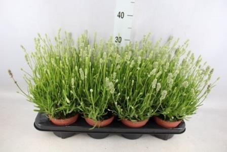 Bild på Lavendel Angustifolia D12 X 8 Aromance White