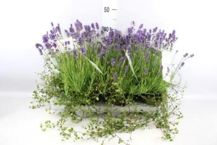 Bild på Lavendel /Muhlenbeckia D12 X 6 Essence Pure