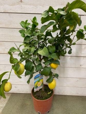 Bild på Citrusträd på stam D20 X 1 Citron med frukt 1+