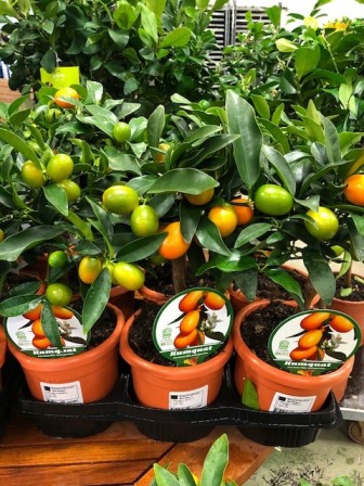 Bild på Citrusträd på stam D15 X 2 Limequat