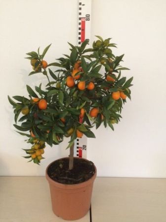 Bild på Citrusträd på stam D20 X 1 Kumquat