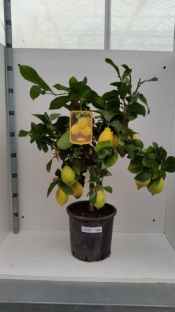 Bild på Citrusträd på stam D20 X 1 Citron 3+ frukt