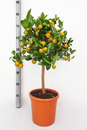 Bild på Citrusträd på stam D20 X 1 Calamondin