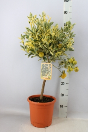 Bild på Citrusträd på stam D20 X 1 Calamondin Variagata