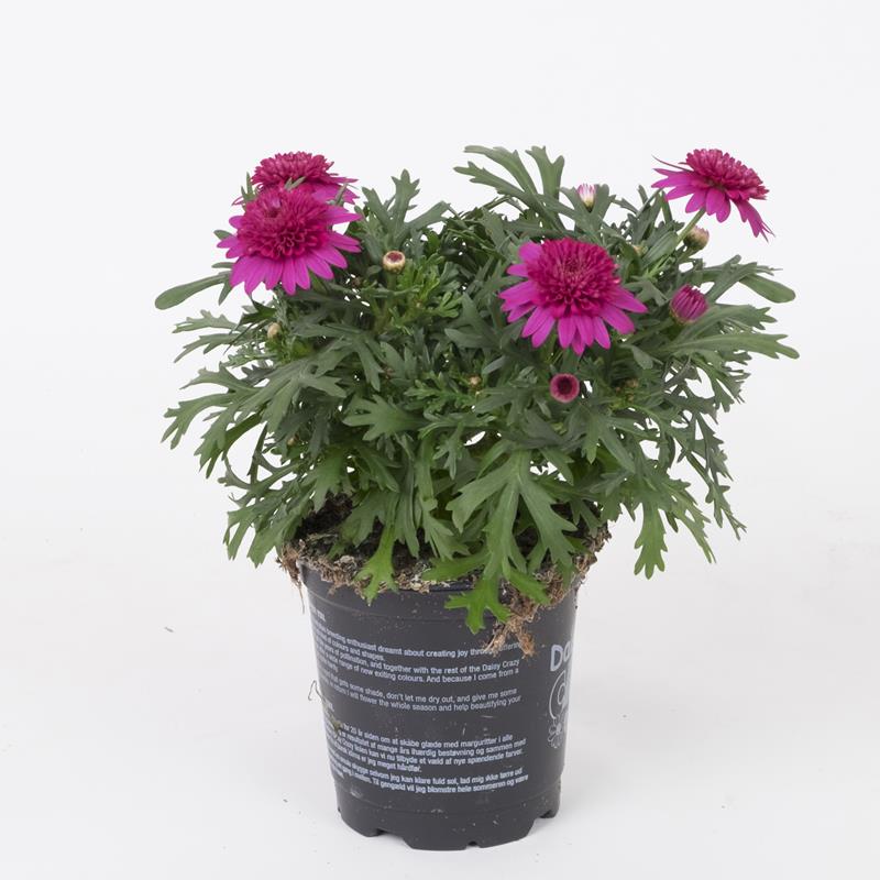 Bild på Marguriter Dubbla D12 X 12 Hot Pink