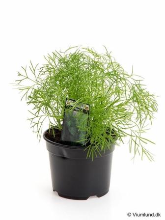 Bild på Dill i kruka D10 X 15