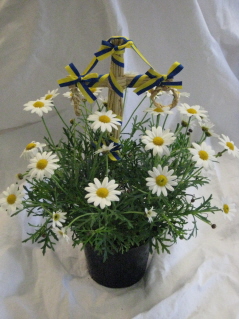 Bild på Marguriter med midsommarstång D11 X 12