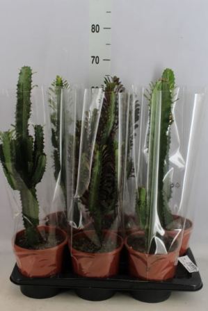 Bild på Cactus Euphorbia D17 X 6 Desert