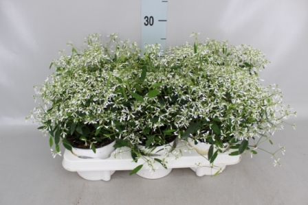 Bild på Euphorbia Diamond Frost D12 X 8