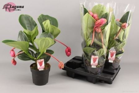 Bild på Medinilla Lambada 2+ D14 X 6 Rosenskärm