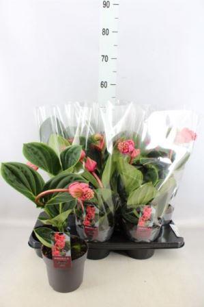 Bild på Medinilla Lambada 2+ D14 X 6 Rosenskärm