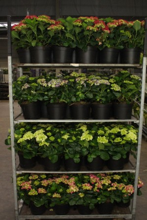 Bild på Hortensia Busk 8+ D21 X 10