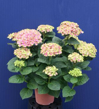 Bild på Hortensia Busk D23 X 2 Magic Revolution