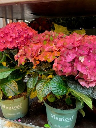 Bild på Hortensia Busk D23 X 2 Magic Revolution