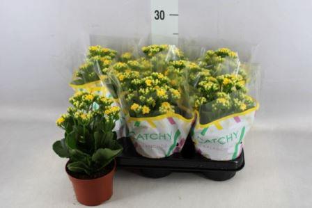 Bild på Kalanchoe Calandiva D10,5 X 8 Don Amarillo