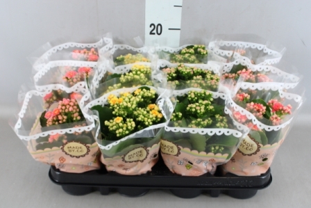 Bild på Kalanchoe Calandiva D9 X 12 Exclusive