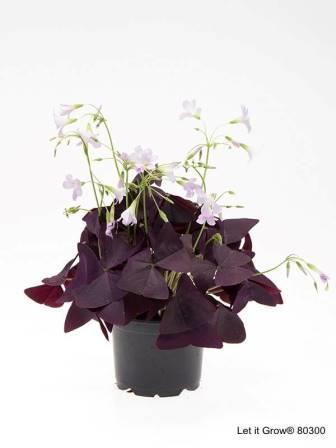 Bild på Klöver/Oxalis D11 X 15 Triangularis