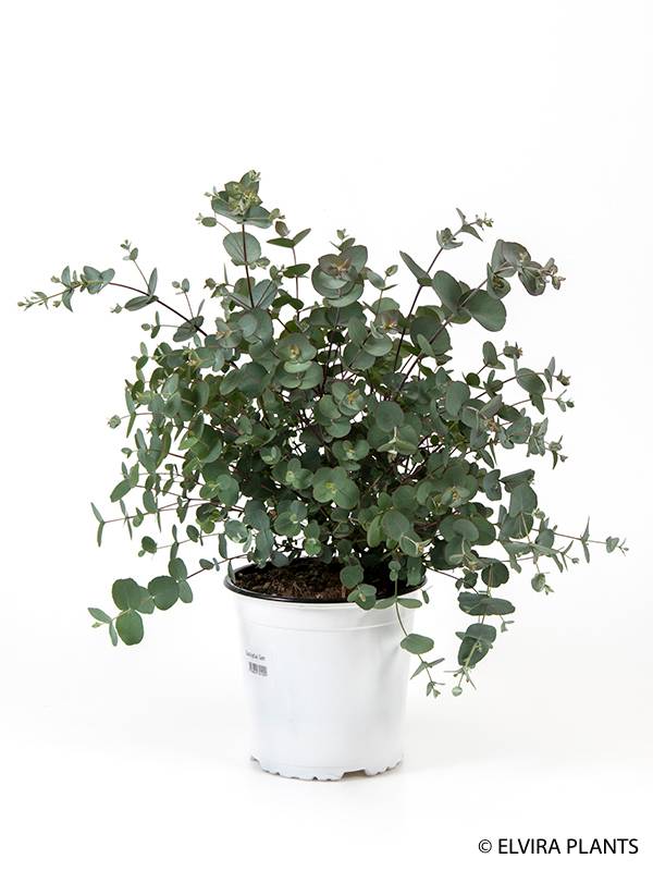 Bild på Eucalypthus I Kruka D14 X 6 Poppel