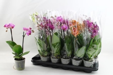 Bild på Phalaenopsis 2Gr D9 X 18 Multiflora