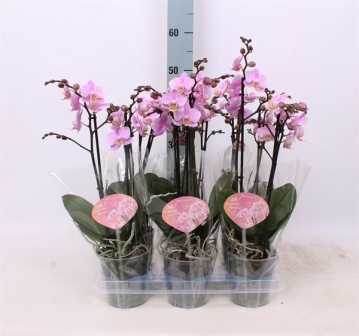 Bild på Phalaenopsis 2Gr D12 X 6 Beaution Multi